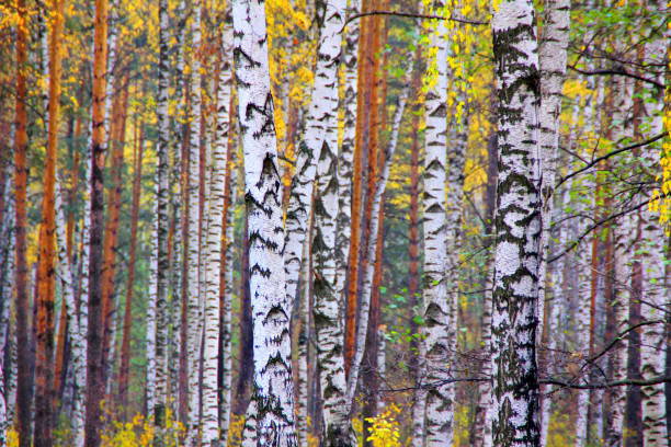 istock Birch forest landscape in beautiful autumn colors 1073982954