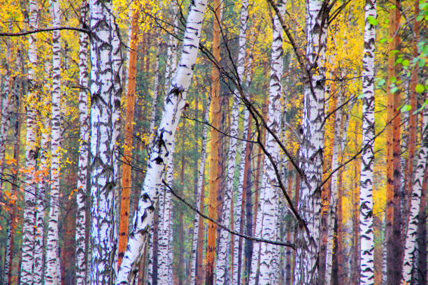 istock Birch forest landscape in beautiful autumn colors 1073983076