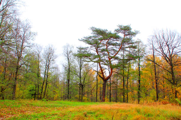 Autumn scene with beautiful glade in temperate forest in overcast day