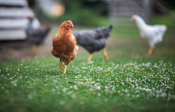 hen auf ein farmyard (gallus gallus domesticus) - freilandhuhn stock-fotos und bilder