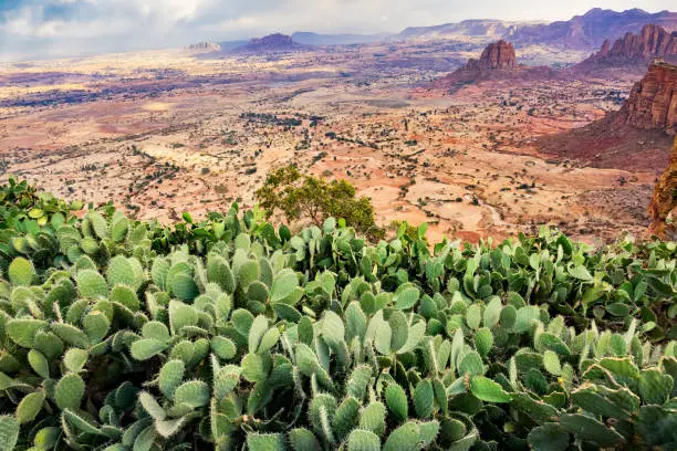 Landscape with cactuses, Gheralta Mountains and Hawzen Plains in Hawzen, Tigray region, Ethiopia on a sunny day.