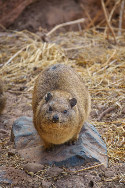 Rock hyrax Rock hyrax in Tigray region, Ethiopia, Africa. hyrax stock pictures, royalty-free photos & images