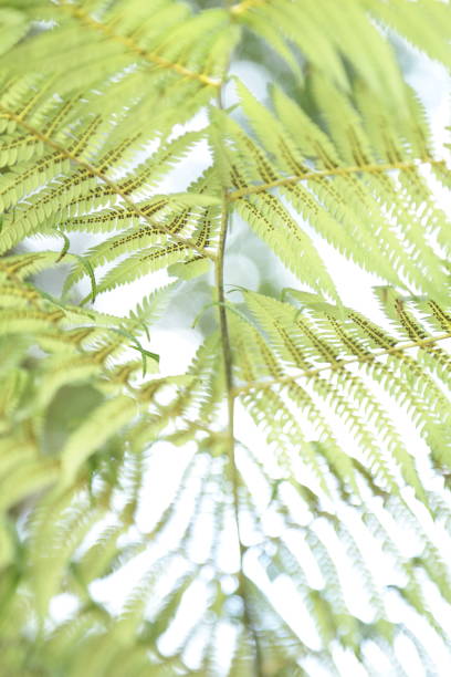 istock Silver fern leaves 1073995630