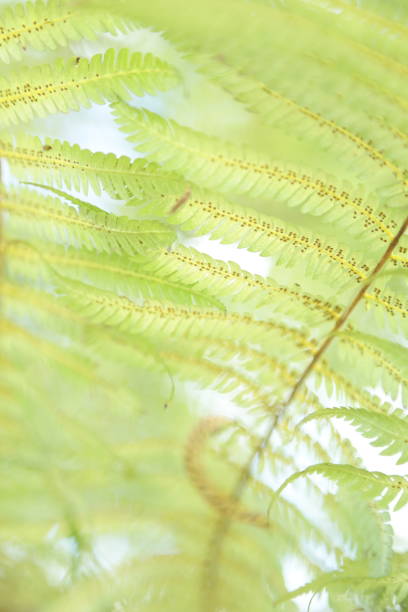 istock Silver fern leaves 1073995754