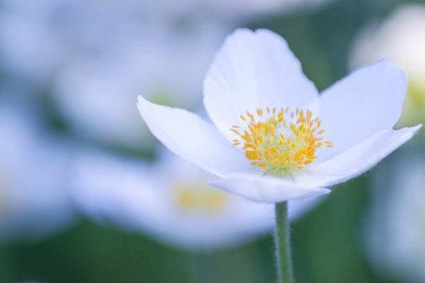 A macro photograph of a white anemone flower featuring its vibrant green center and delicate soft petals in a minimalist style
