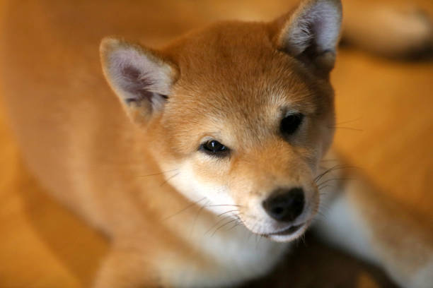 istock Shiba inu 1074002230
