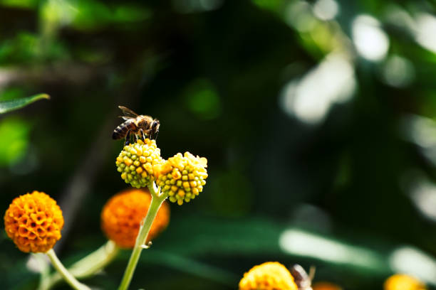 Honey Bee working hard to collect pollen from orange flowers