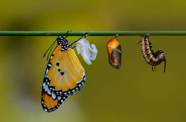 istock Differing stages of life from caterpillar to cocoo 1074010004