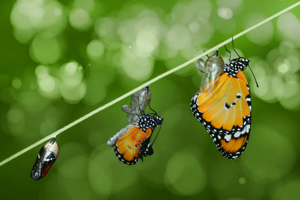 istock Differing stages of life from caterpillar to cocoo 1074010268