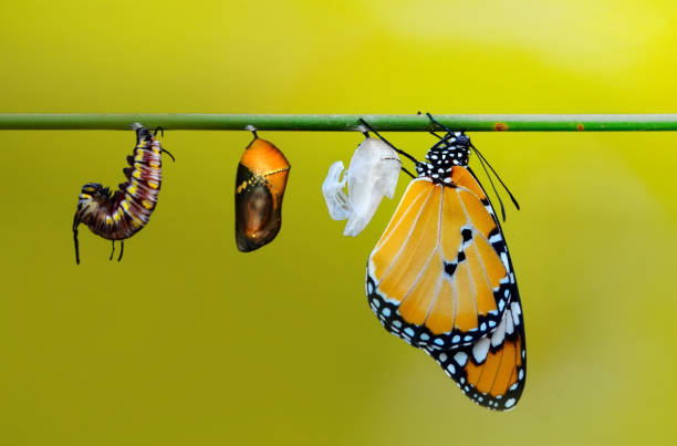 istock Differing stages of life from caterpillar to cocoo 1074010318