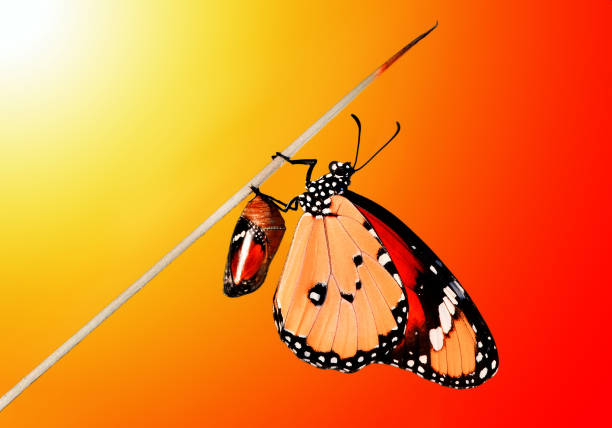 istock Differing stages of life from caterpillar to cocoo 1074010354