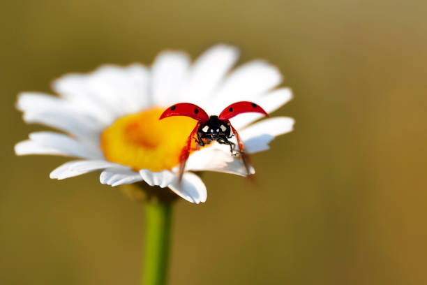 Beautiful ladybug sitting on flower in a summer garden