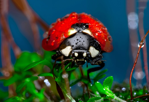Beautiful ladybug sitting on flower in a summer garden