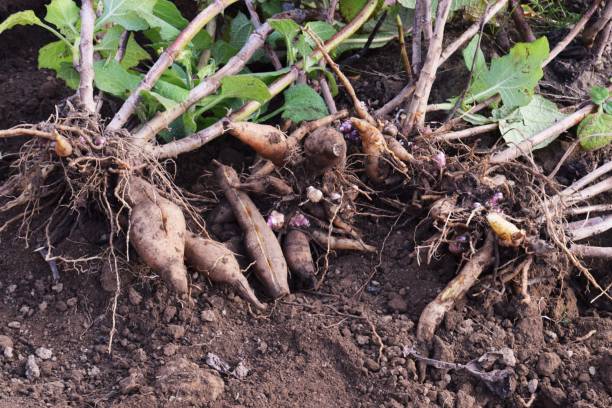 istock Harvest of Yacon 1074015282