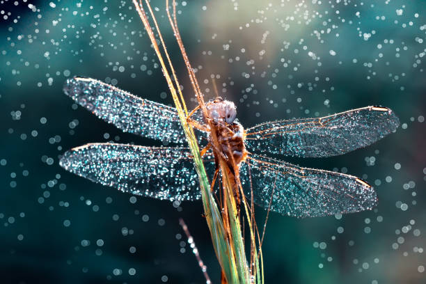 istock Beautiful dragonfly sitting on flower 1074016712