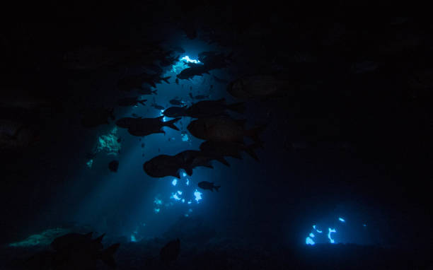 istock scuba hawaii lanai underwater macro 1074022788