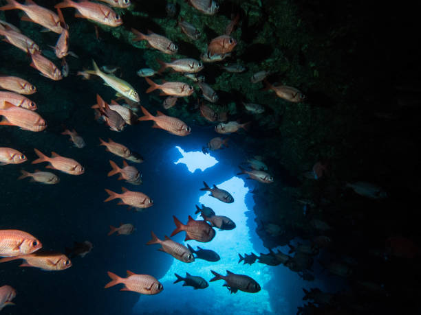 istock scuba hawaii lanai underwater macro 1074022824