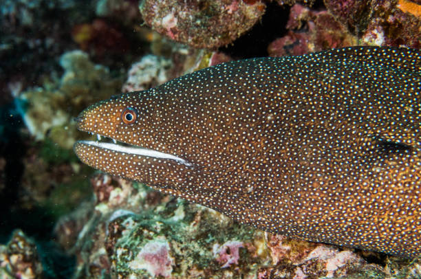istock scuba hawaii lanai underwater macro 1074022884