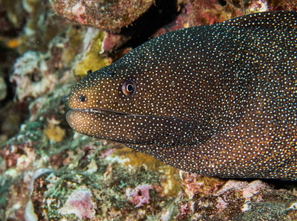 istock scuba hawaii lanai underwater macro 1074022920