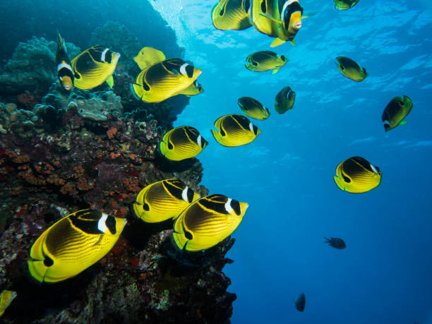 istock scuba hawaii lanai underwater macro 1074022974