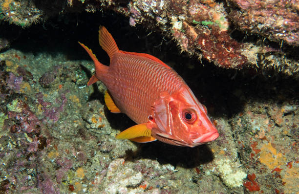 istock scuba hawaii lanai underwater macro 1074022982