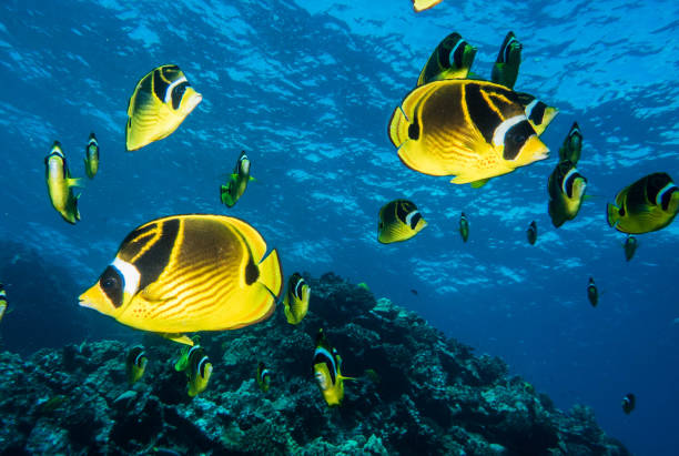 istock scuba hawaii lanai underwater macro 1074023044