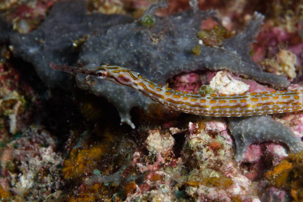 istock Ocellate Pipefish, Great Barrier Reef, Australia 1074023210