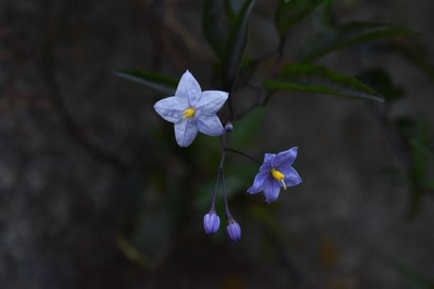 istock Potato vine flowers 1074027624