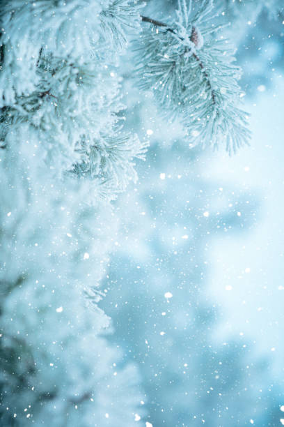 istock Winter scene background - Frosted pine branches 1074030954