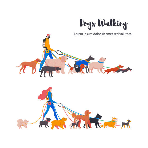 Dogs walkers, french bulldog, toy terrier, spitz, corgi, basset hound, dachshund, rhodesian ridgeback, weimaraner, retriever, spaniel, komondor, doberman, poodle, mittelschnauzer. Vector illustration. Dogs walkers, french bulldog, toy terrier, spitz, corgi, basset hound, dachshund, rhodesian ridgeback, weimaraner, retriever, spaniel, komondor, doberman, poodle, mittelschnauzer. cocker spaniel poodle mix stock illustrations