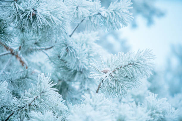 istock Winter scene background - Frosted pine branches 1074030974