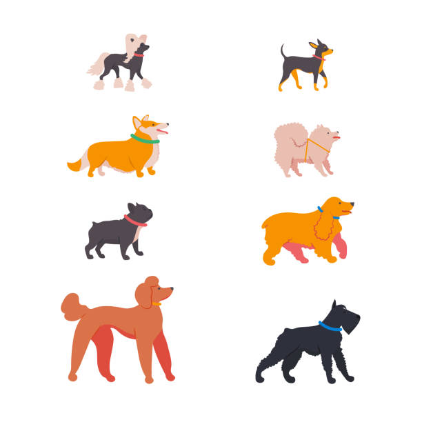 Popular breeds: spitz, french bulldog, english cocker spaniel, chinese crested, royal poodle, mittelschnauzer, corgi, russian toy terrier. Vector illustration. Set icons of dogs for different design. Popular breeds: spitz, french bulldog, english cocker spaniel, chinese crested, royal poodle, mittelschnauzer, corgi, russian toy terrier. cocker spaniel poodle mix stock illustrations