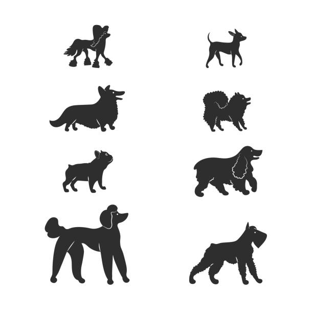 Popular breeds: spitz, french bulldog, english cocker spaniel, chinese crested, royal poodle, mittelschnauzer, corgi, russian toy terrier. Set silhouette icons of dogs. Vector illustration. Set silhouette icons of dogs. Popular breeds: spitz, french bulldog, english cocker spaniel, chinese crested, royal poodle, mittelschnauzer, corgi, russian toy terrier. cocker spaniel poodle mix stock illustrations
