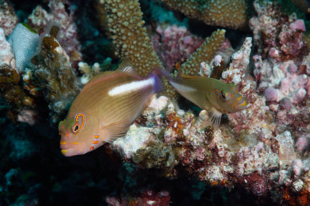 istock Ring-eyed Hawkfish, Great Barrier Reef, Australia 1074034764