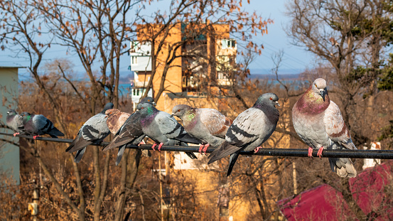 Pigeons on the wire against the background of autumn trees with dry leaves and urban apartment buildings.