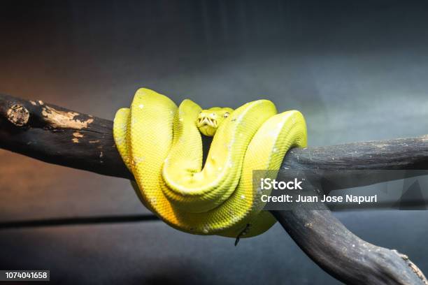 Den Gröna Trädpyton Morelia Viridis Är En Art Av Python Bor Generellt I ...