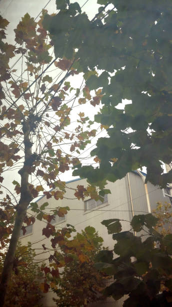 istock Looking up at the trees in the cloudy sky 1074043304