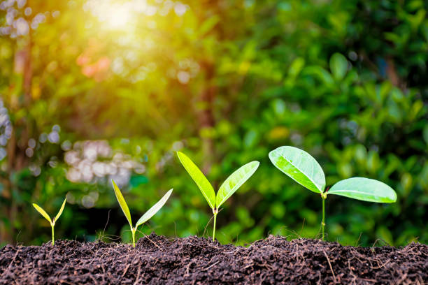 istock Business Growth concept.Tree are growing. 1074046142
