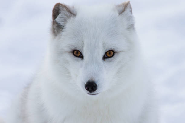 Arctic fox on snow background Curious Arctic fox coming to see the photographer white fox stock pictures, royalty-free photos & images