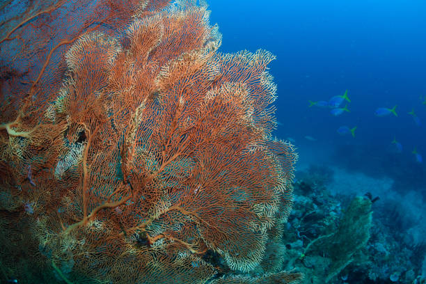 Healthy Corals, Great Barrier Reef, Australia stock photo
