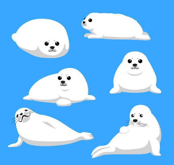 82 Harp Seal Illustrations & Clip Art - iStock | Baby harp seal, Harp seal  pup, Harp seal mum