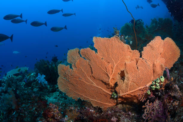 Healthy Corals, Great Barrier Reef, Australia stock photo