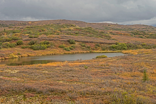 kettle pond, fall, Denali
