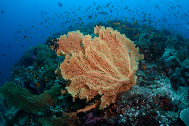 istock Healthy Corals, Great Barrier Reef, Australia 1074059864