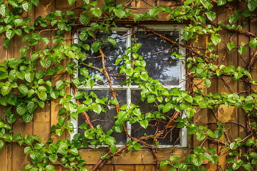 Climbing vine growing over window of wooden house.