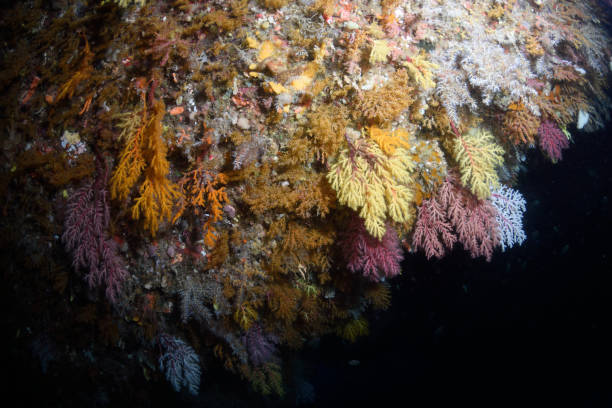 istock Healthy Corals, Great Barrier Reef, Australia 1074060318