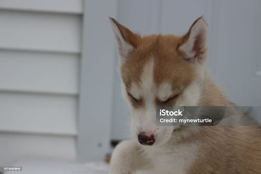 CANDID PORTRAIT OF A YOUNG MALE TAN SIBERIAN HUSKY. 8 WEEKS OLD YOUNG SIBERIAN HUSKY MALE Alertness Stock Photo