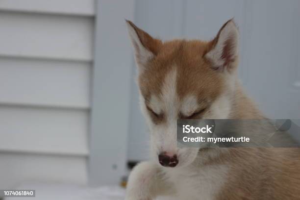 Candid Portrait Of A Young Male Tan Siberian Husky 8 Weeks Old Stock Photo - Download Image Now