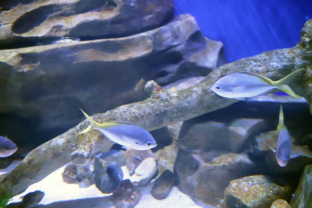 istock Fish in clear blue water at the aquatic 1074065314