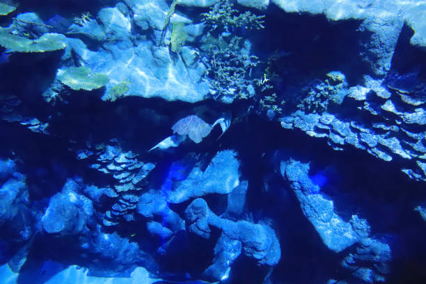 istock a blue aquarium at a theme park 1074067738